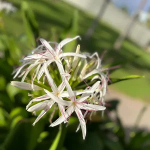 White Giant Spider Lily Crinum Bulbs - 12 Count - Fragrant Outdoor Plant - Image 1