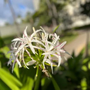 White Giant Spider Lily Crinum Bulbs - 12 Count - Fragrant Outdoor Plant - Image 5