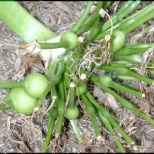 White Giant Spider Lily Crinum Bulbs - 12 Count - Fragrant Outdoor Plant - Image 6