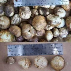 White Giant Spider Lily Crinum Bulbs - 12 Count - Fragrant Outdoor Plant - Image 7