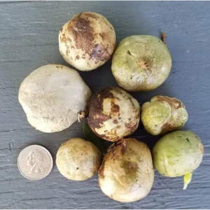 White Giant Spider Lily Crinum Bulbs - 12 Count - Fragrant Outdoor Plant - Image 8