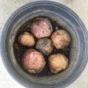 White Giant Spider Lily Crinum Bulbs - 12 Count - Fragrant Outdoor Plant - Image 9