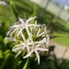 White Giant Spider Lily Crinum Seeds - 12 Bulbs - Fragrant, Deer Resistant - Image 1