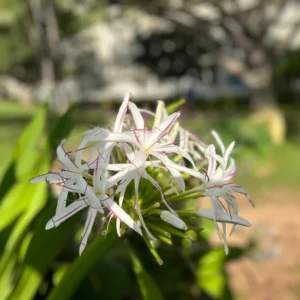 White Giant Spider Lily Crinum Seeds - 12 Bulbs - Fragrant, Deer Resistant - Image 4