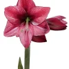 White Gold Splatter Waxed Revelation Amaryllis Bulb Size 28/30 - Image 1