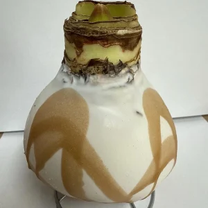 White Gold Splatter Waxed Revelation Amaryllis Bulb Size 28/30 - Image 3