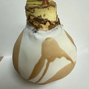 White Gold Splatter Waxed Revelation Amaryllis Bulb Size 28/30 - Image 4