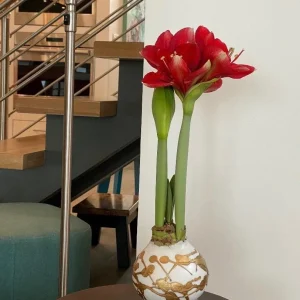 White & Gold Splatter Waxed Victoria Amaryllis Bulb 28/32cm - Easy Care - Image 2