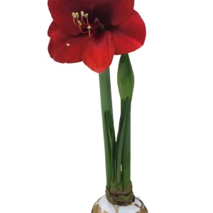 White & Gold Splatter Waxed Victoria Amaryllis Bulb 36/38 - Easy Care Indoor Flower Bulb - Image 3