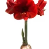 White & Gold Splatter Waxed Victoria Amaryllis Bulb 28/32cm - Easy Care - Image 1