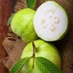White Guava Live Plant - 2 ft Tall, 6 in Pot, Indoor/Outdoor Fruit Tree - Image 2