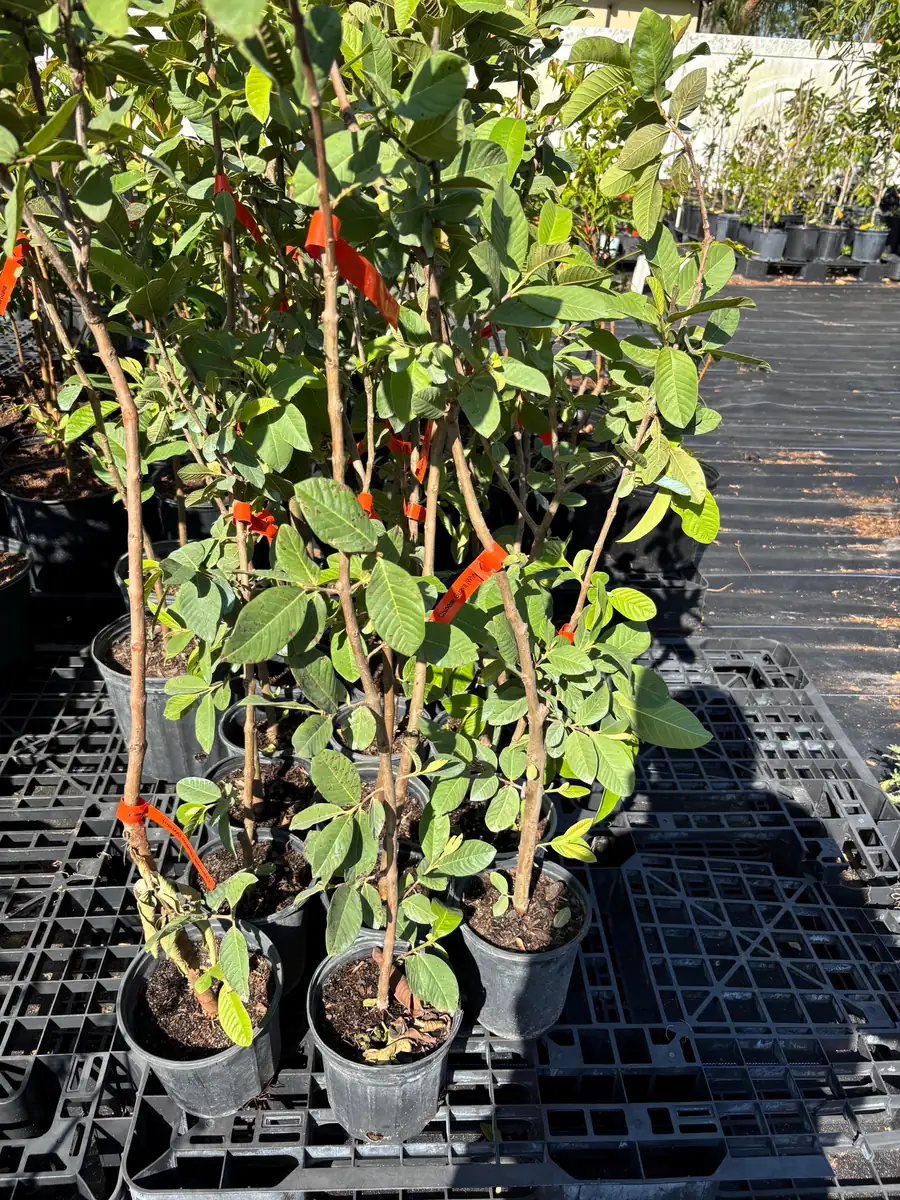 White Guava Live Plant - 2 ft Tall, 6 in Pot, Indoor/Outdoor Fruit Tree - Image 3