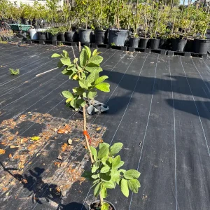 White Guava Live Plant - 2 ft Tall, 6 in Pot, Indoor/Outdoor Fruit Tree - Image 1