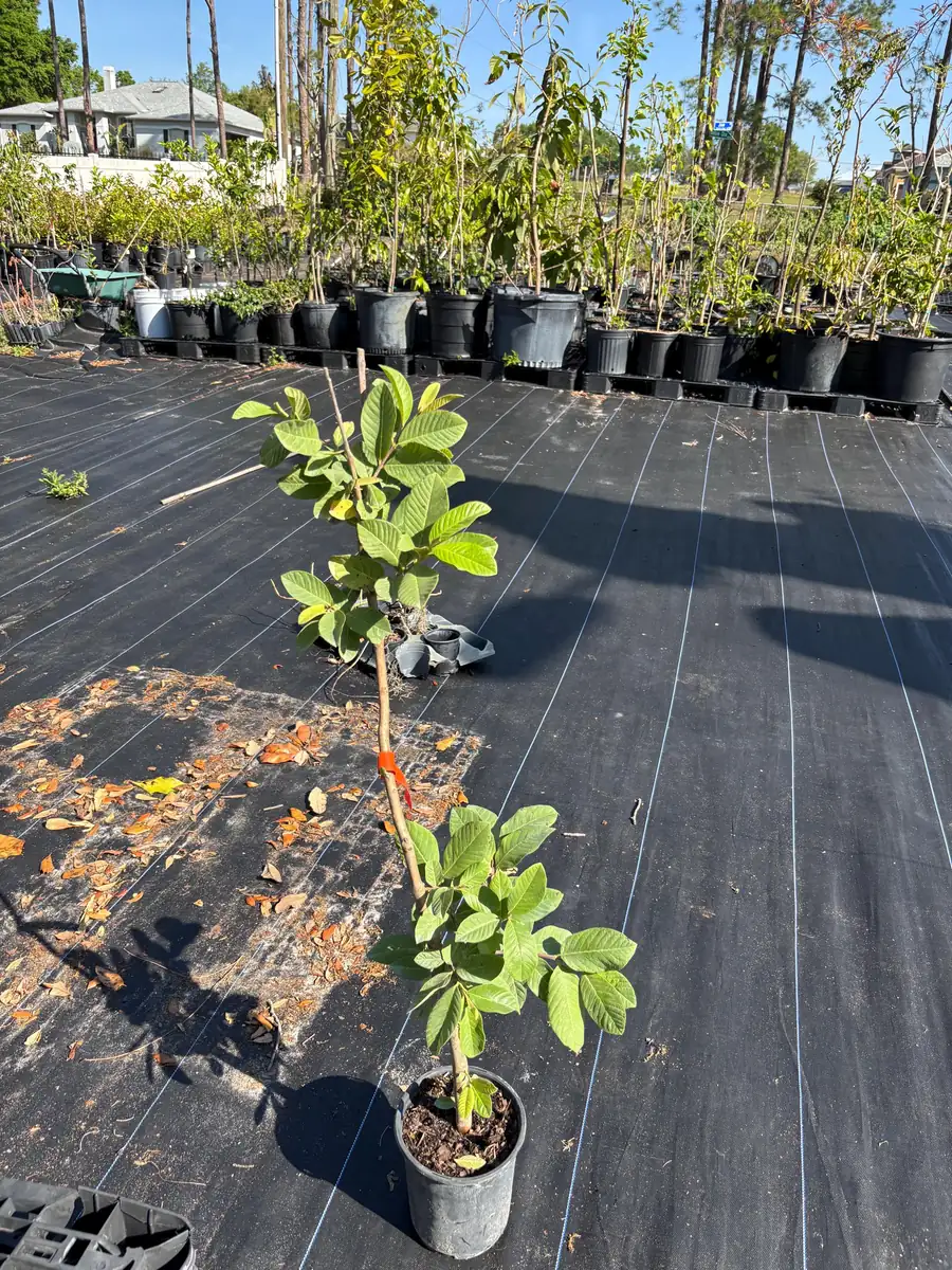 White Guava Live Plant - 2 ft Tall, 6 in Pot, Indoor/Outdoor Fruit Tree - Image 1