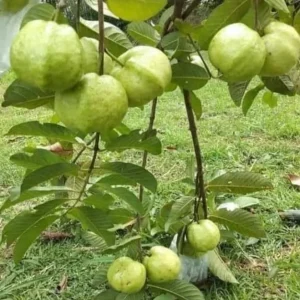 White Guava Live Plant - Psidium guajava - Sweet Tropical Fruit Tree 9-12