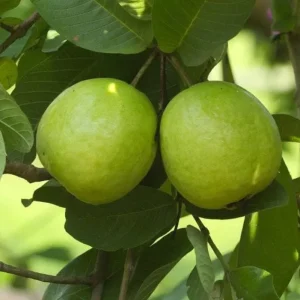 White Guava Live Plant - Psidium guajava - Sweet Tropical Fruit Tree 9-12