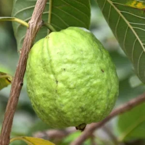 White Guava Live Plant - Psidium guajava - Sweet Tropical Fruit Tree 9-12