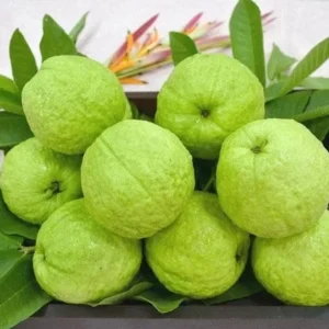 White Guava Live Plant - Psidium guajava - Sweet Tropical Fruit Tree 9-12