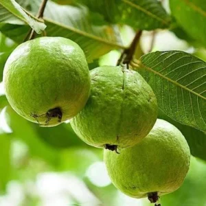 White Guava Live Plant – Psidium Guajava Tropical Fruit Tree – 4-8in Tall - Image 3