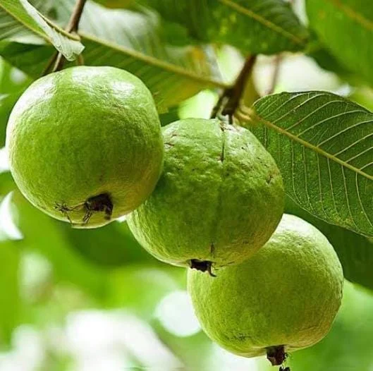White Guava Live Plant – Psidium Guajava Tropical Fruit Tree – 4-8in Tall - Image 3