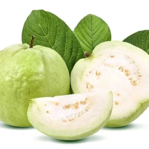 White Guava Live Plant – Psidium Guajava Tropical Fruit Tree – 4-8in Tall - Image 4