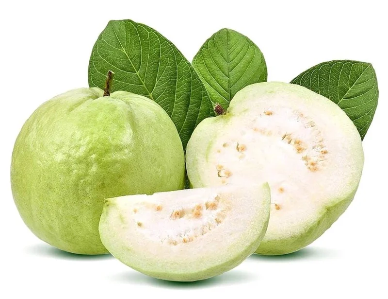 White Guava Live Plant – Psidium Guajava Tropical Fruit Tree – 4-8in Tall - Image 4