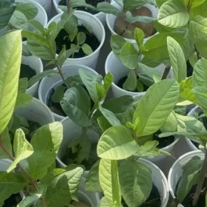 White Guava Live Plant – Psidium Guajava Tropical Fruit Tree – 4-8in Tall - Image 5