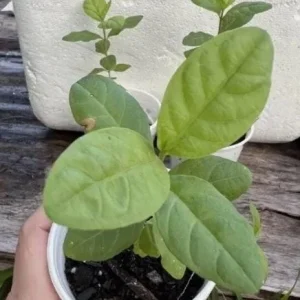 White Guava Live Plant – Psidium Guajava Tropical Fruit Tree – 4-8in Tall - Image 6