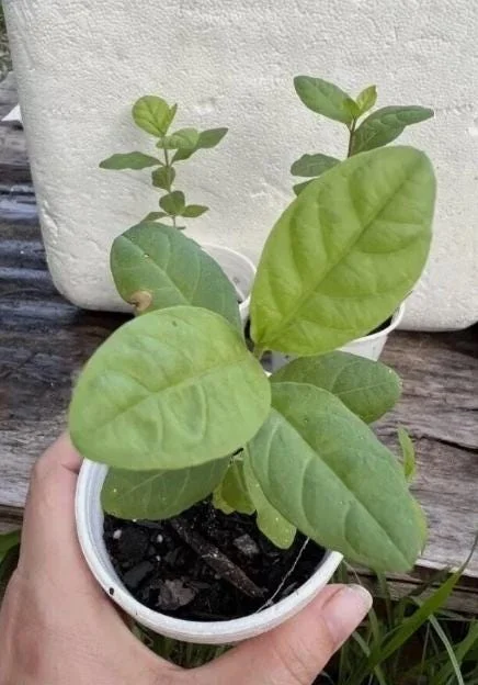 White Guava Live Plant – Psidium Guajava Tropical Fruit Tree – 4-8in Tall - Image 6