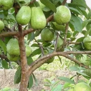 White Guava Live Plant – Psidium Guajava Tropical Fruit Tree – 4-8in Tall - Image 7