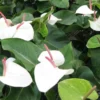 White Heart Anthurium Live Plant - Indoor Tropical Houseplant - Image 1