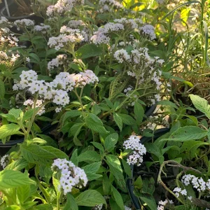 White Heliotrope Live Plant – Heliotropium Arborescens – 6 inch Pot – Outdoor - Image 2