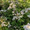 White Heliotrope Live Plant – Heliotropium Arborescens – 6 inch Pot – Outdoor - Image 1