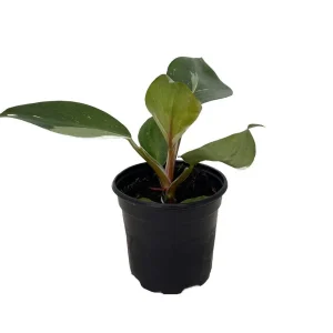 White Knight Philodendron Live Plant – 4 inch Pot – Indoor Houseplant - Image 3
