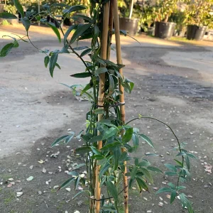 White Lady Banks Climbing Rose Live Plant - 2 feet tall - 6 inch pot - Image 2