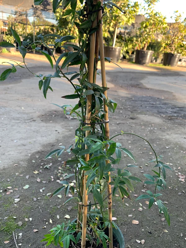 White Lady Banks Climbing Rose Live Plant - 2 feet tall - 6 inch pot - Image 2