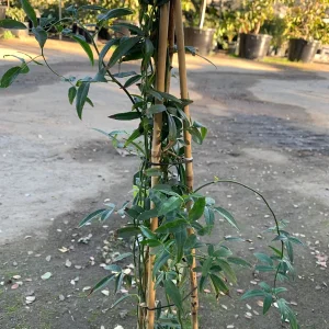 White Lady Banks Climbing Rose Live Plant - 3 to 4 Feet Tall - 3 Gallon Pot - Outdoor - Image 2