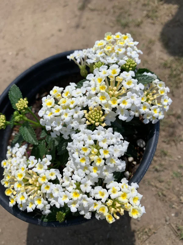 White Lantana Live Plant – 1 Gallon Pot – Outdoor Shrub – Attracts Pollinators - Image 1