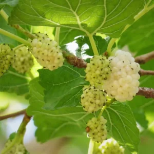 White Mulberry Bare-Root Plant - Morus Alba Fruit Tree - 2 Pack - Image 1