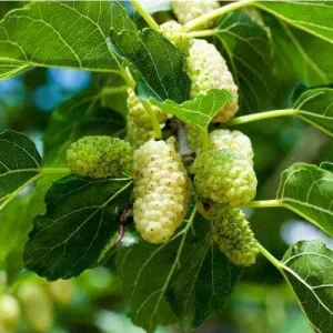 White Mulberry Bare-Root Plant - Morus Alba Fruit Tree - 2 Pack - Image 4