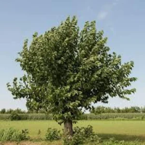 White Mulberry Tree Bare Root - Morus Alba Live Plant 12-24in Tall - Image 4
