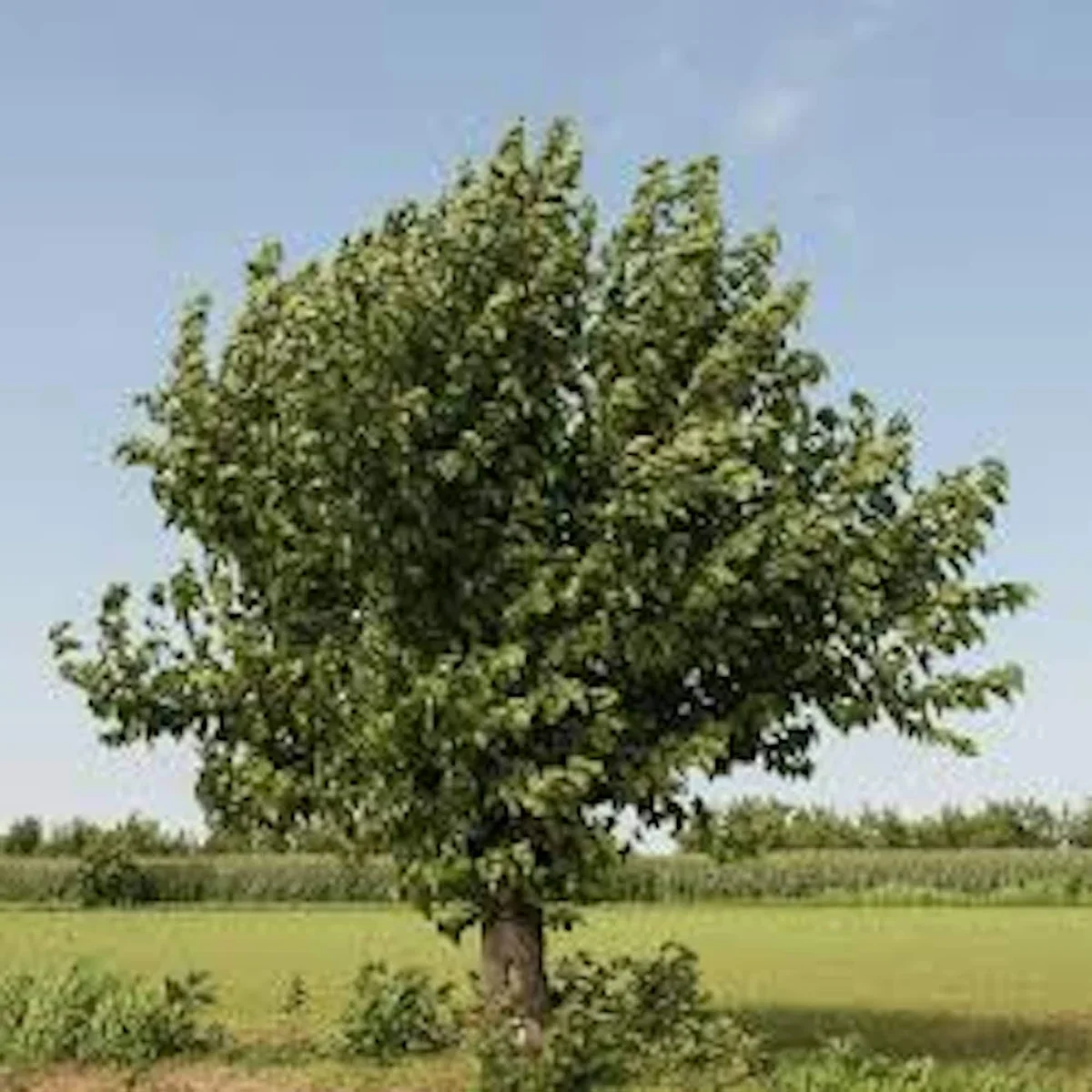White Mulberry Tree Bare Root - Morus Alba Live Plant 12-24in Tall - Image 4