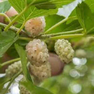 White Mulberry Tree (Morus alba) Live Plant - 12-24in Tall Bare Root - Image 3