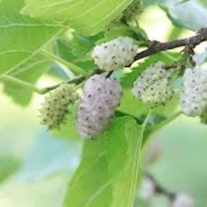 White Mulberry Tree (Morus alba) Live Plant - 12-24in Tall Bare Root - Image 5