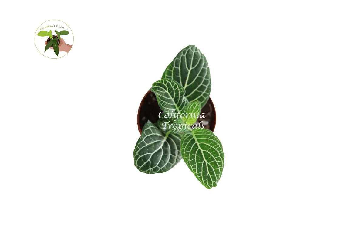 White Nerve Fittonia Live Plant – 2 inch Pot – Indoor Foliage - Image 2