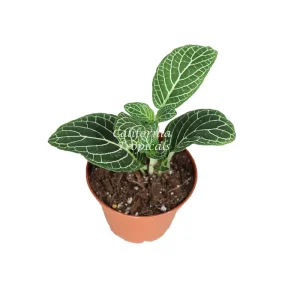 White Nerve Fittonia Live Plant – 2 inch Pot – Indoor Foliage - Image 1