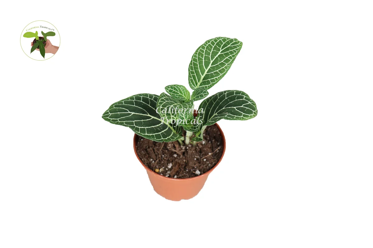 White Nerve Fittonia Live Plant – 2 inch Pot – Indoor Foliage - Image 1