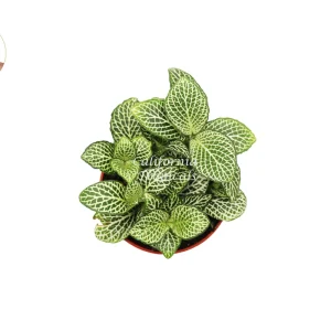 White Nerve Fittonia Live Plant - 4 inch Potted Houseplant, Indoor Foliage - Image 2