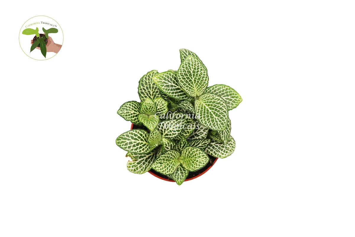 White Nerve Fittonia Live Plant - 4 inch Potted Houseplant, Indoor Foliage - Image 2