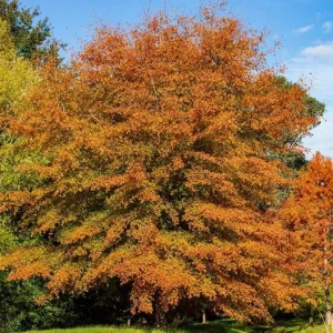 White Oak Live Plant Seedling – 12-18